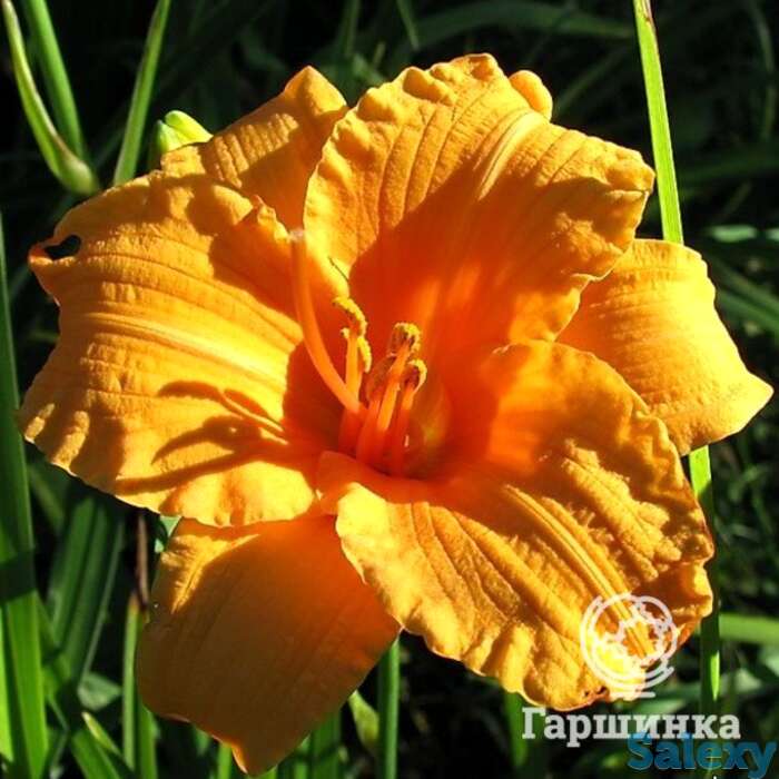 Лилейник Берти Феррис, фотография 1