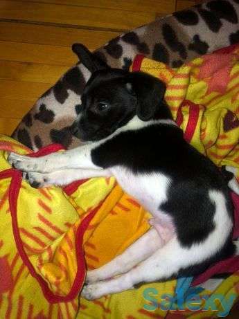 Продам Джек Рассела, фотография 1