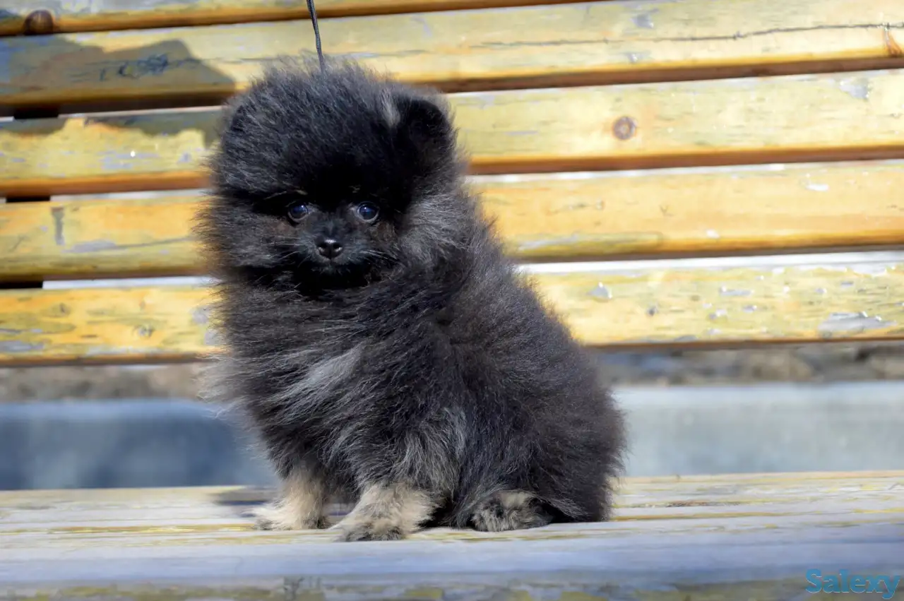 Щенки померанского шпица, фотография 8
