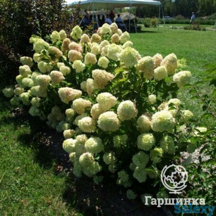 Гортензия литтл лайм, фотография 1