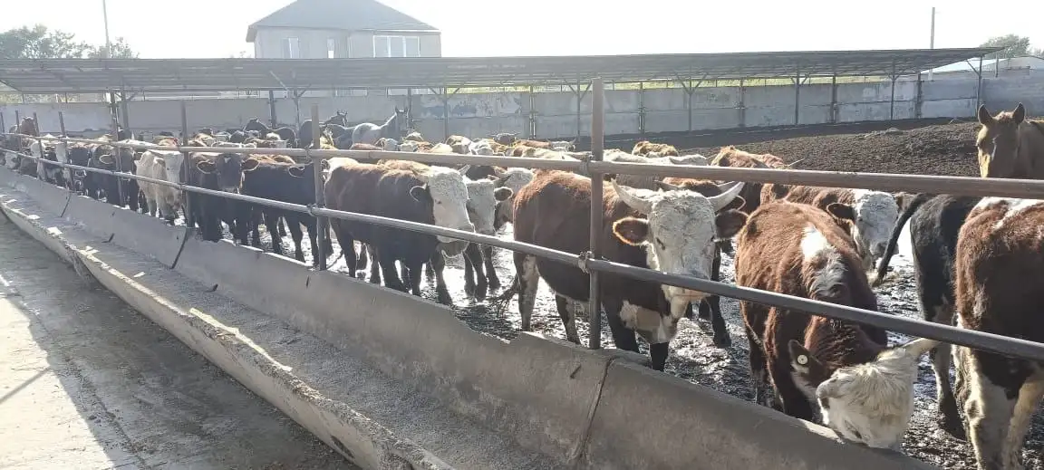 СХ скотоводство, фотография 1