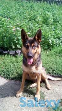 Продам щенков 2 месяца, фотография 2