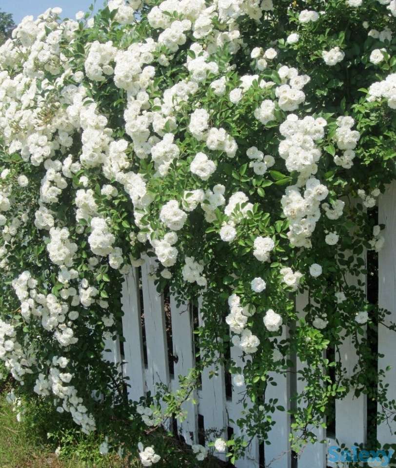 Саженец розы (вьющаяся). Казахстан, фотография 2