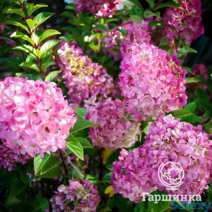 Гортензия сандей фрайз, фотография 1