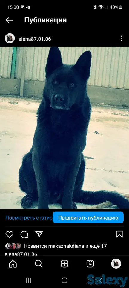Щенки немецкой овчарки с шикарной родословной, фотография 5