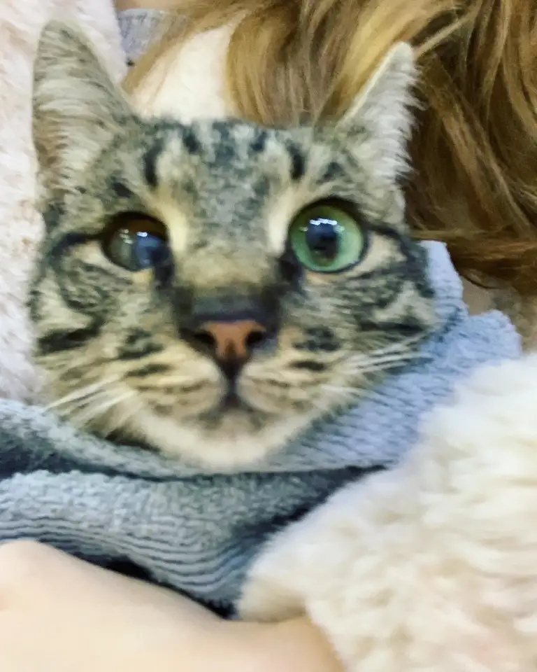 Отдам кошку Дымку Астана, фотография 6