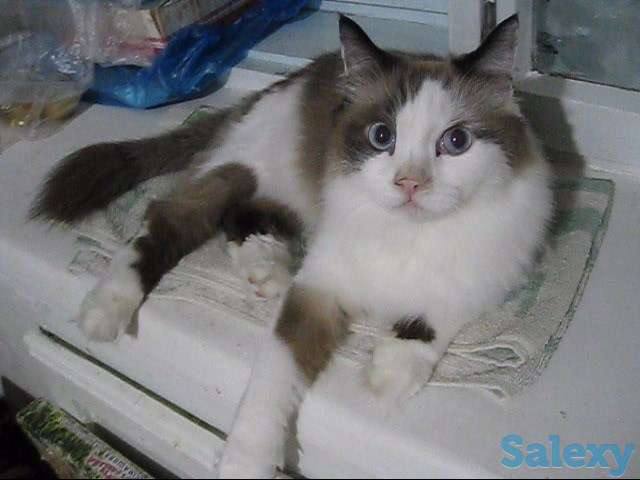 Кличка кота Маркиз порода Рэгдолл, фотография 7