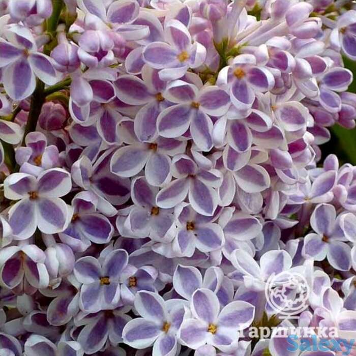 Сирень лила вандер, фотография 1