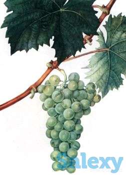 Саженцы винограда Мускат Венгерский, фотография 2