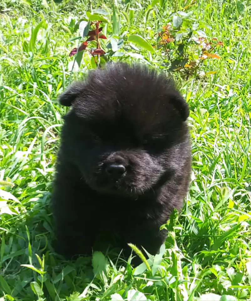 Милые мишки ЧАУ-ЧАУ, фотография 3