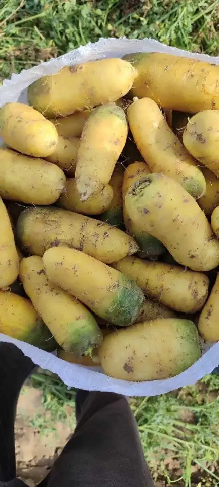 Ташкентская жёлтая морковь для плова, фотография 2