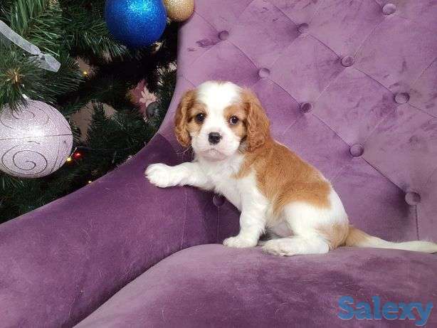 Щенки Кавалер кинг чарльз спаниелей, фотография 1