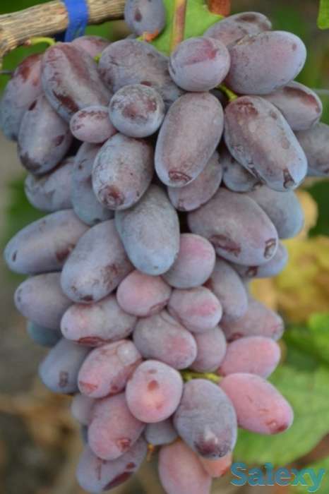 Саженцы винограда Ромео, фотография 2