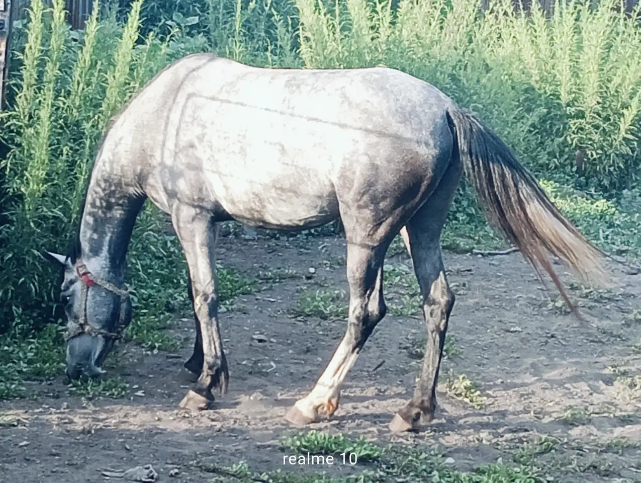 Продам лошадей Орловской породы в Усть - Каменогорске, фотография 1