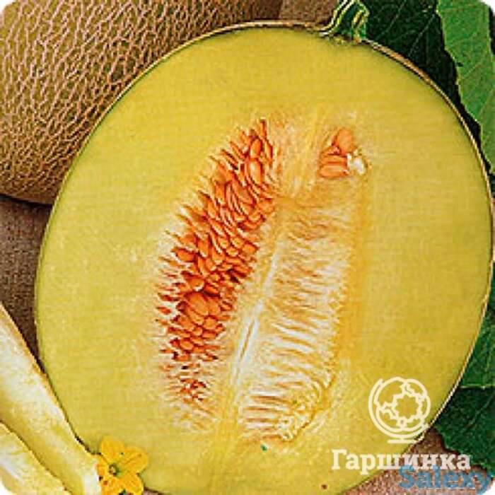 Семена Дыня Паспорт F1 5шт, фотография 1