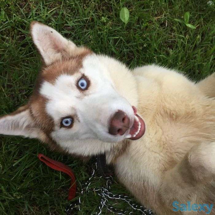 Сибирская хаски, фотография 2