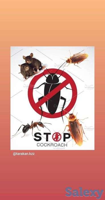 Избавим от тараканов навсегда, фотография 2