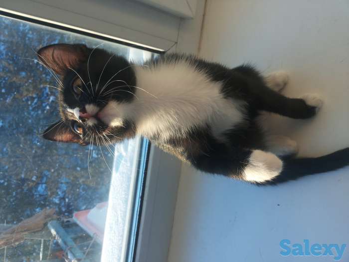 отдам в хорошие руки коттенка,девочка,приучена к лотку,ест все,игривая, фотография 1