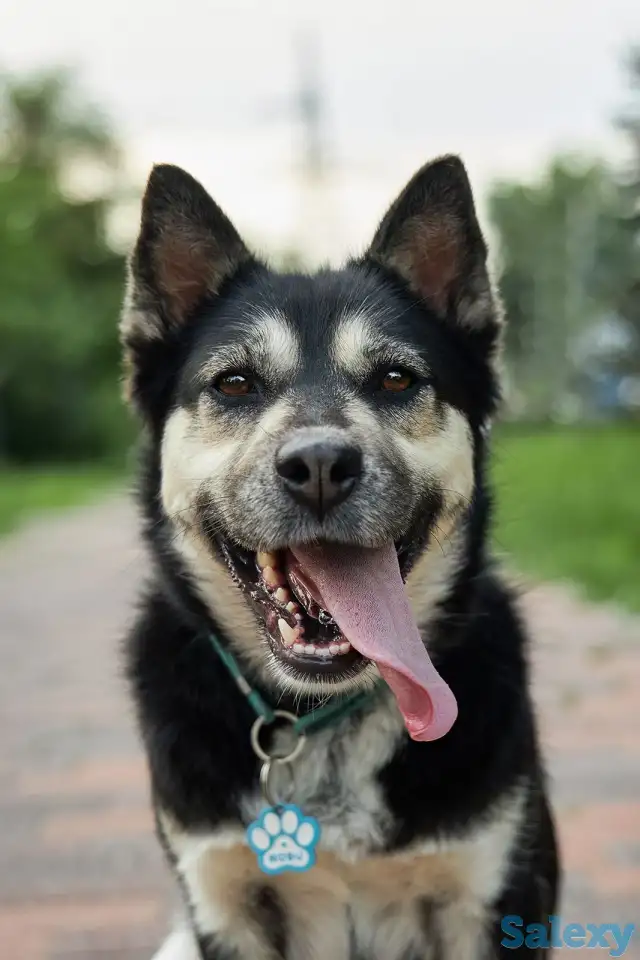 Пристраивается собака, фотография 3