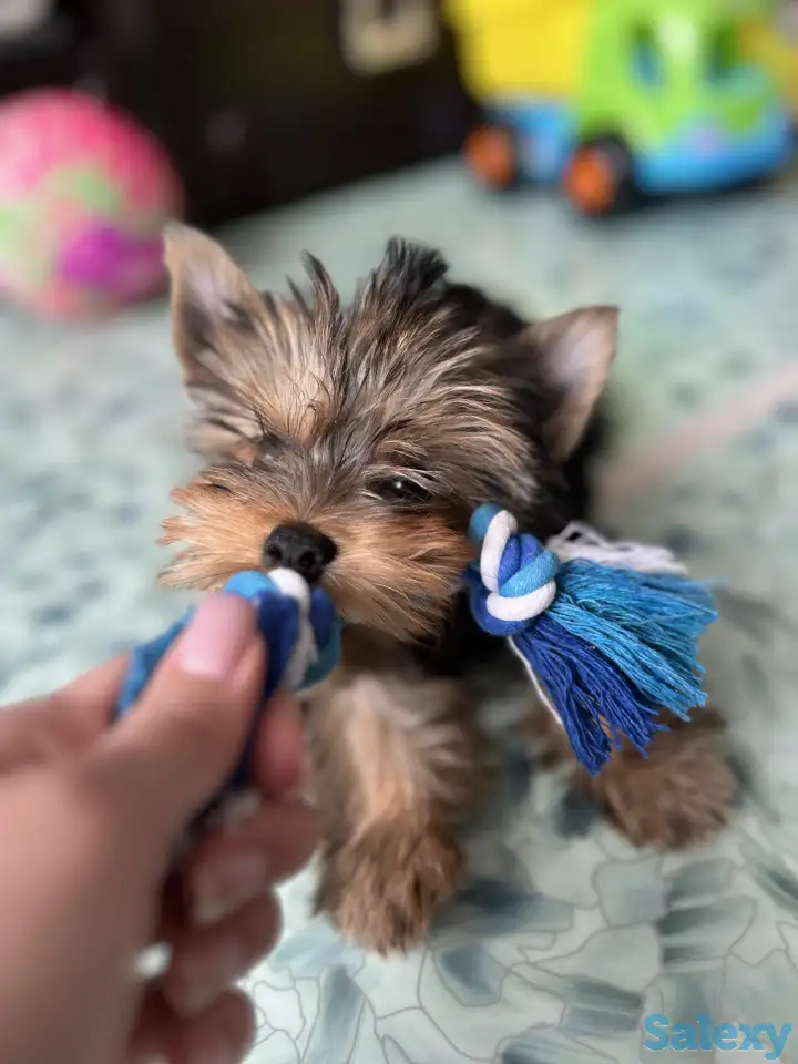 Щенок йоркширский терьер, девочка, 3 мес, фотография 3