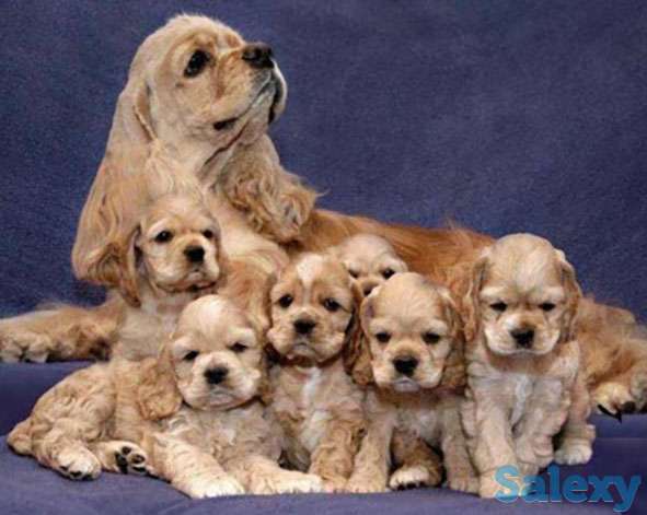 Щенки американского кокер спаниеля, фотография 1