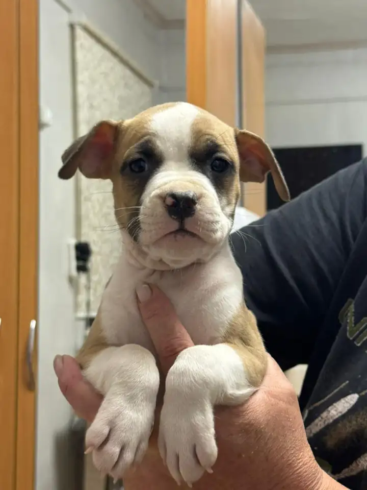 Щенки американского стаффордширского терьера, фотография 5