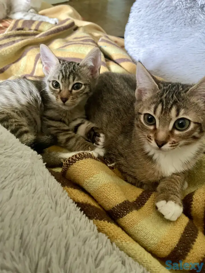 Котята в добрые руки, фотография 1