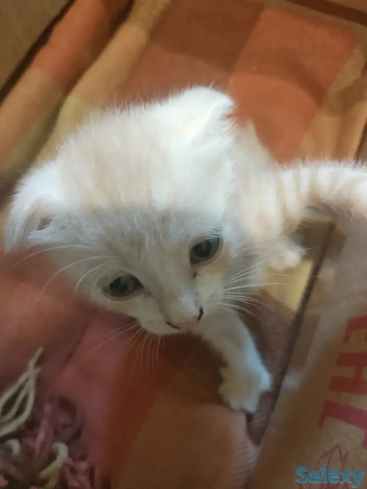 Котенок 1,5 мес, бесплатно! Мама кошка опытный крысолов!, фотография 1