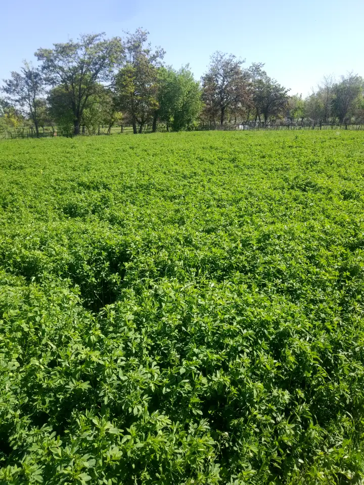 Продаю Семена Люцерны Меркенский район, фотография 2