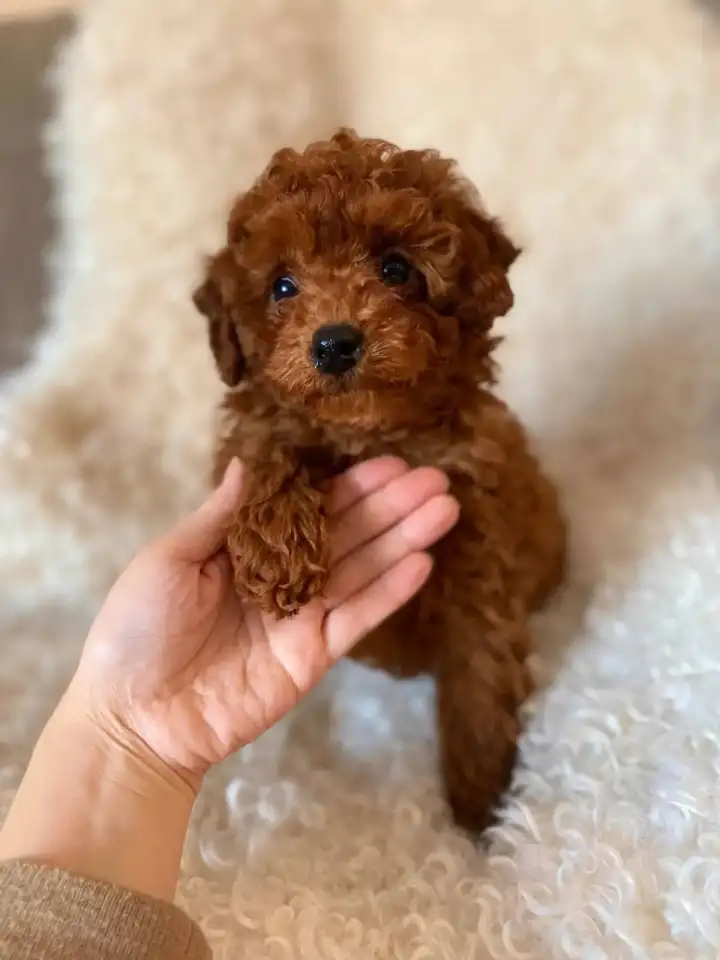 Хорошо воспитанные щенки той-пуделя, мальчик и девочка, чистокровные, фотография 1