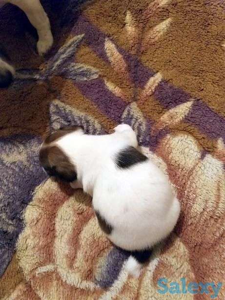 Осталось 3 мальчика джек Рассел терьера. Спешите, фотография 1