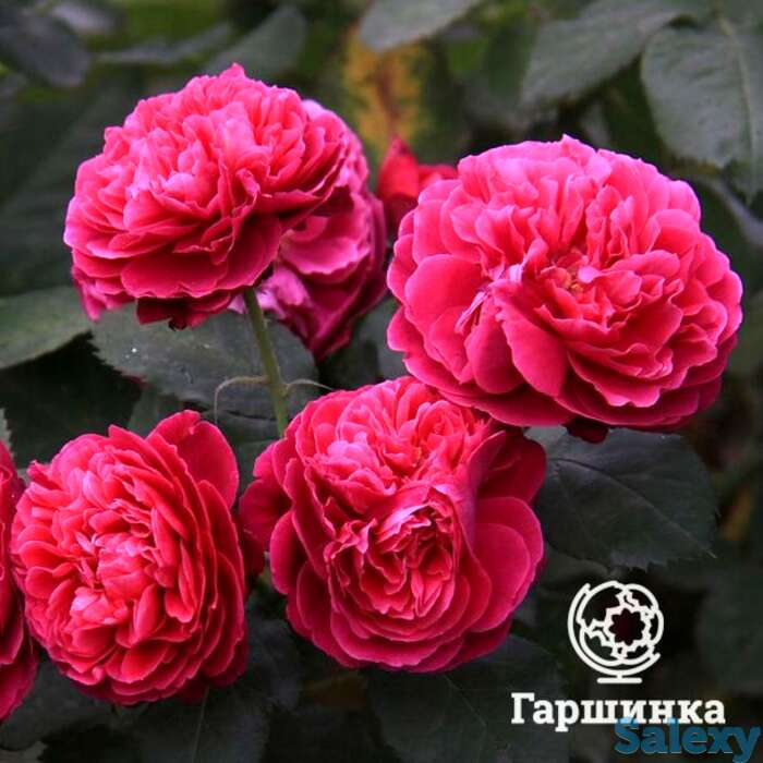 Роза бисэнтэнер де гийо, гийо, фотография 1