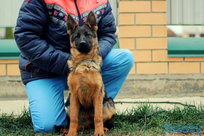 высокопородные немцы, фотография 2