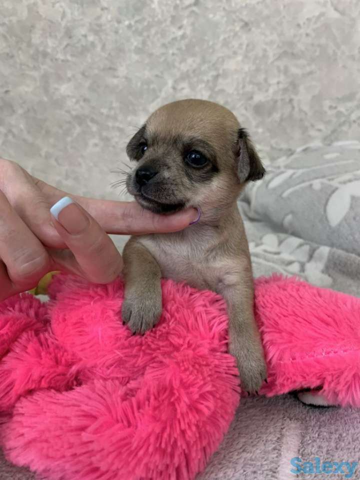 Чистопородные щенки чихуахуа, фотография 5