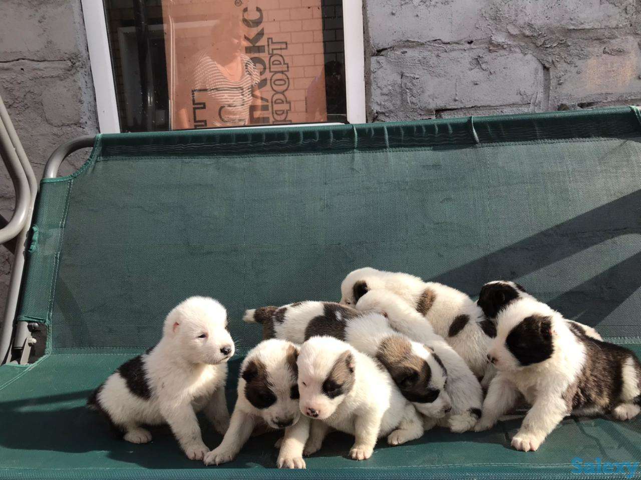 Продам щенков Алабай, фотография 3