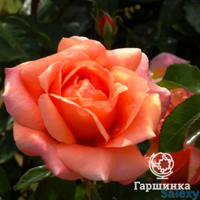 Роза черри брэнди чайно-гибридная, тантау, фотография 1