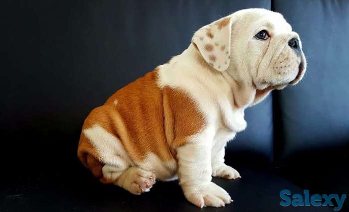 Ласковый и нежный зверь, фотография 1