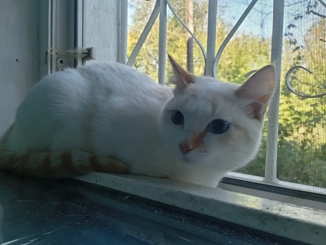 Девочка Лора, ищет новую семью, фотография 3