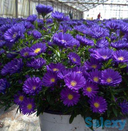 Продажа цветов, фотография 7