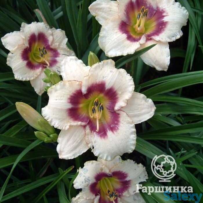 Лилейник Блуберри Кэнди, фотография 1