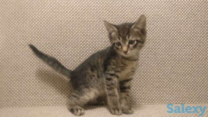 Отдам котят в заботливые руки, фотография 1