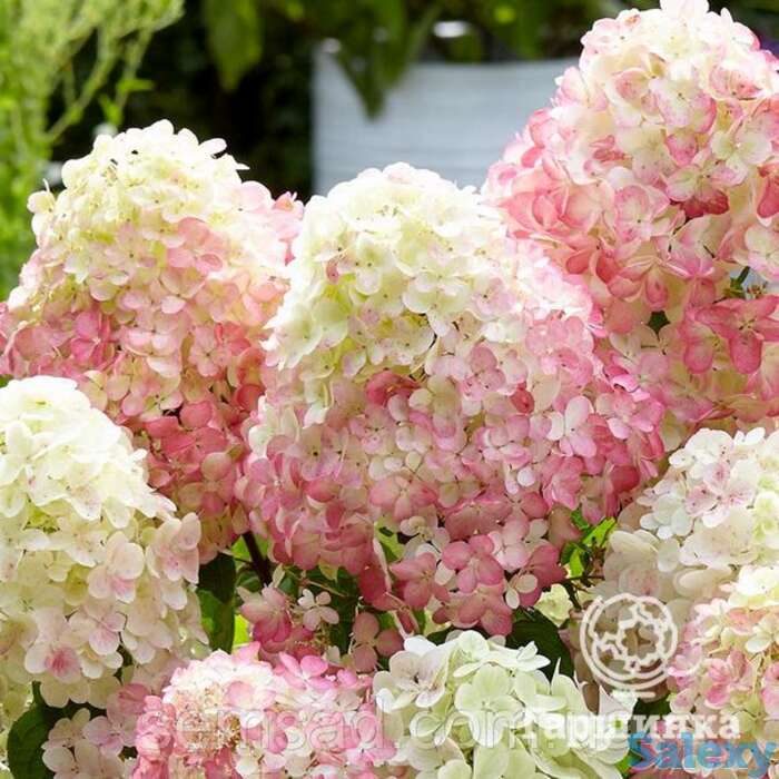 Гортензия саммер лав, фотография 1