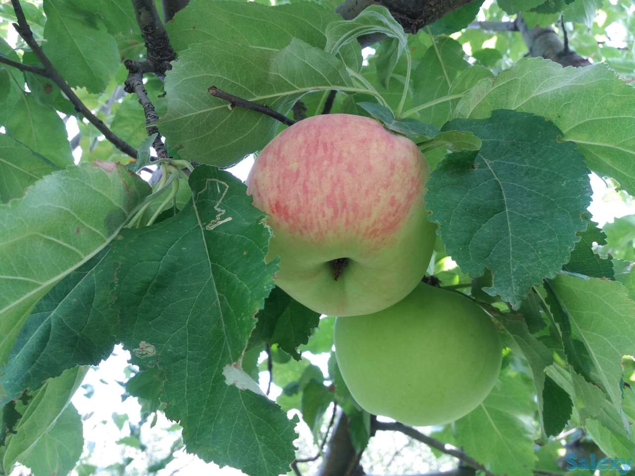 Плодовый сад, КХ, фотография 1