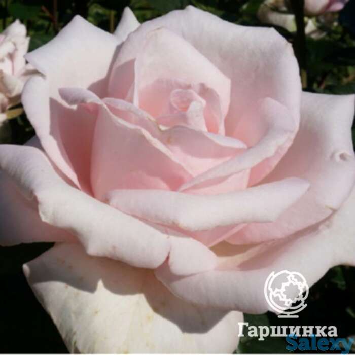 Роза мархенконигин чайно-гибридная, топалович, фотография 1