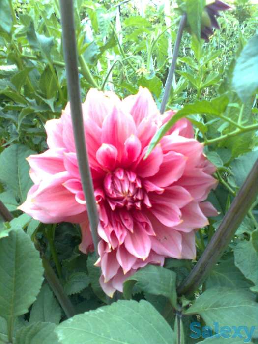 Уютный домик для летнего отдыха, Дачный массив (товарищество) Пламя приозерное;В сторону Каскелена; Дальше Алтын-, фотография 8