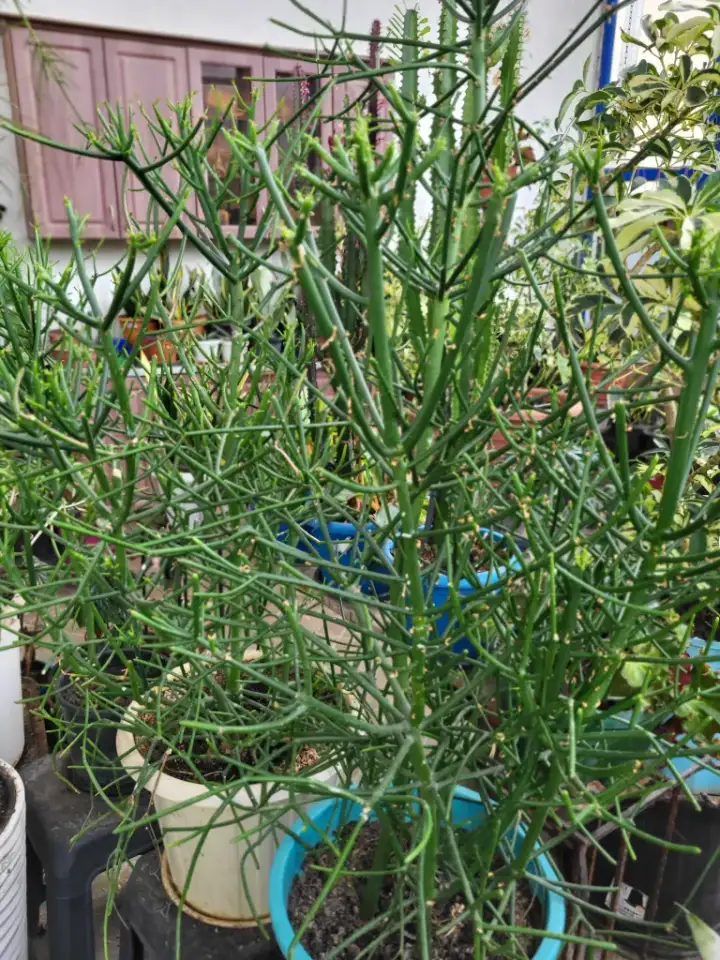 Продам молочай Тирукалли, фотография 1