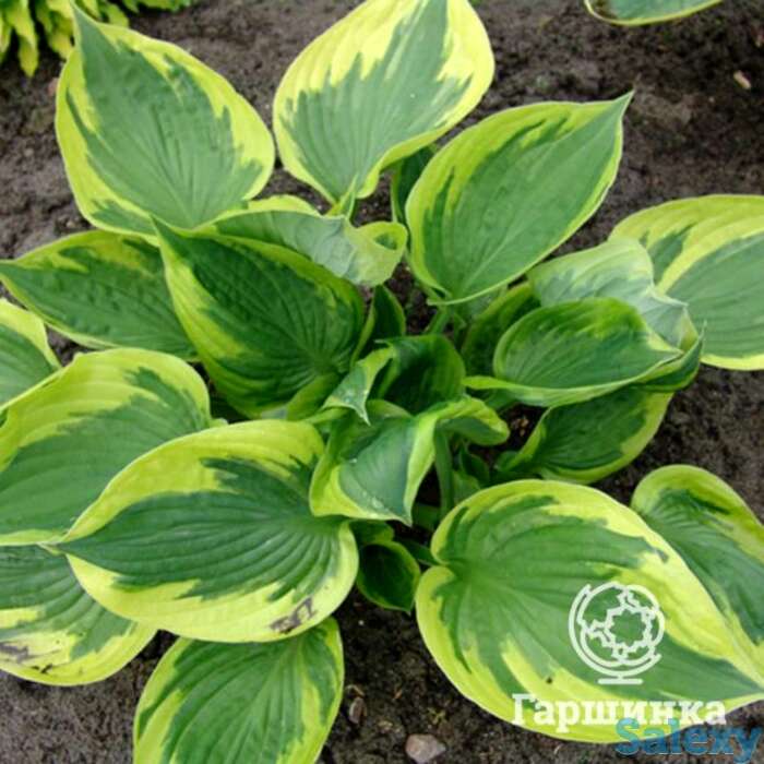 Хоста Твилайт (M), фотография 1