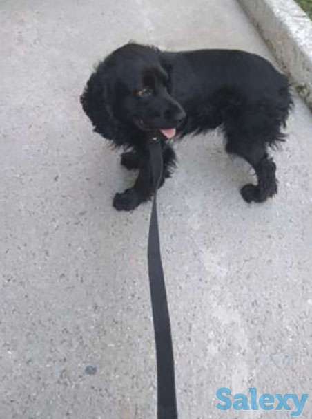 Отдам спаниеля, фотография 1