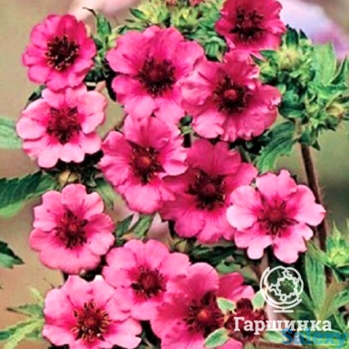 Лапчатка травянистая Мисс Уиллмотт, фотография 1