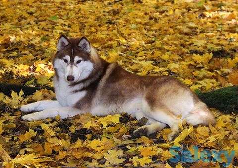 Породные щенки хаски, фотография 1